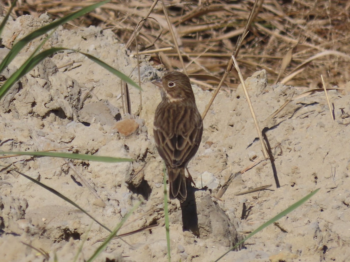 Vesper Sparrow - ML645419741
