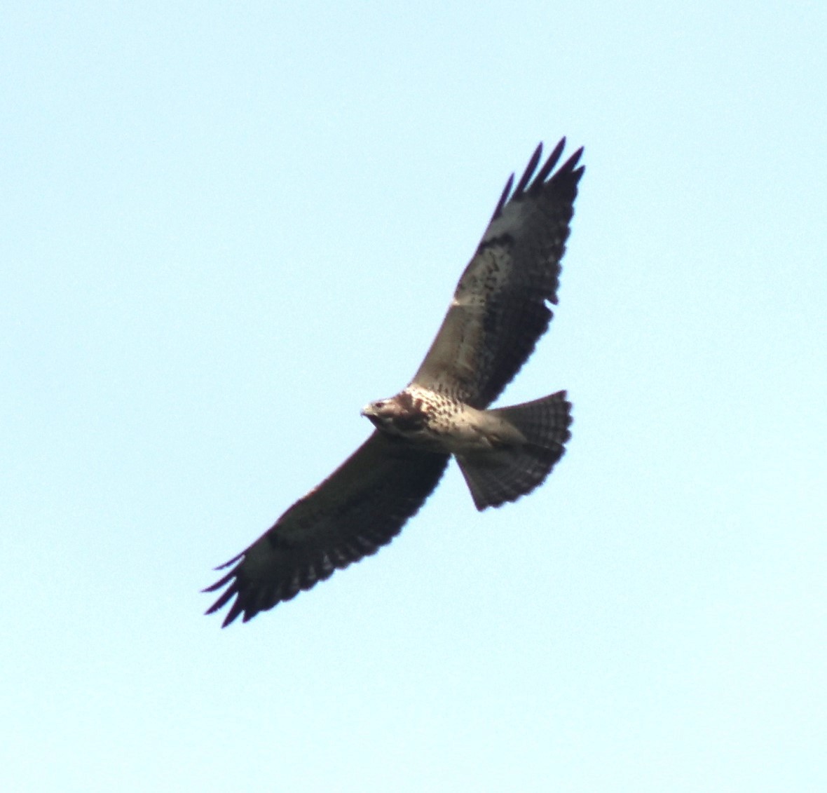 Свенсонов канюк - ML645419742