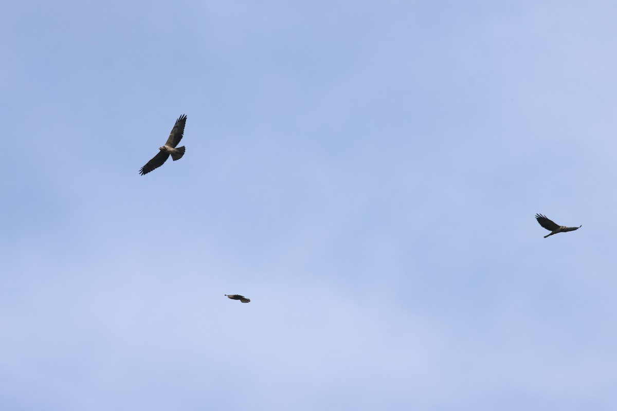 Свенсонов канюк - ML645419743