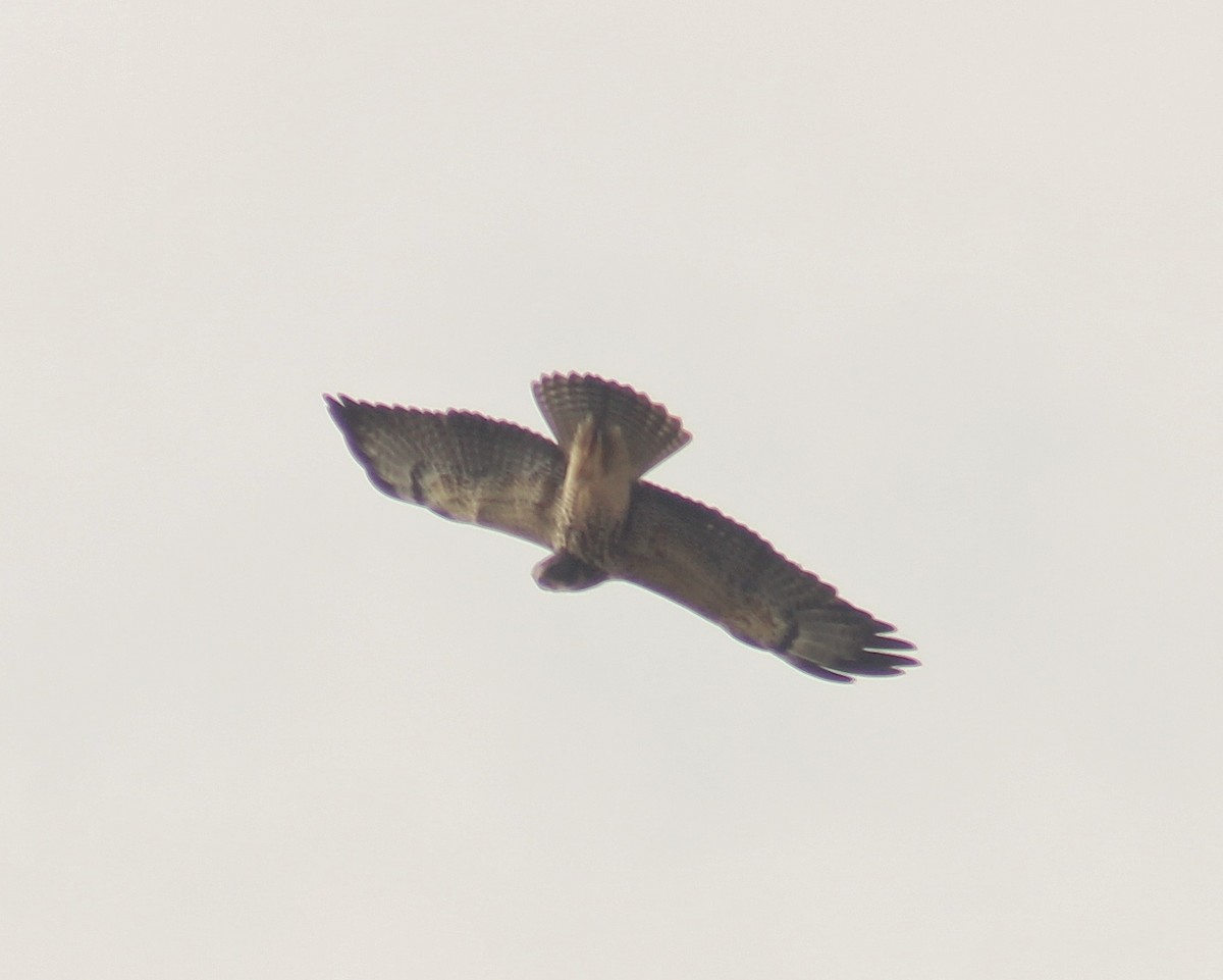 Свенсонов канюк - ML645419747