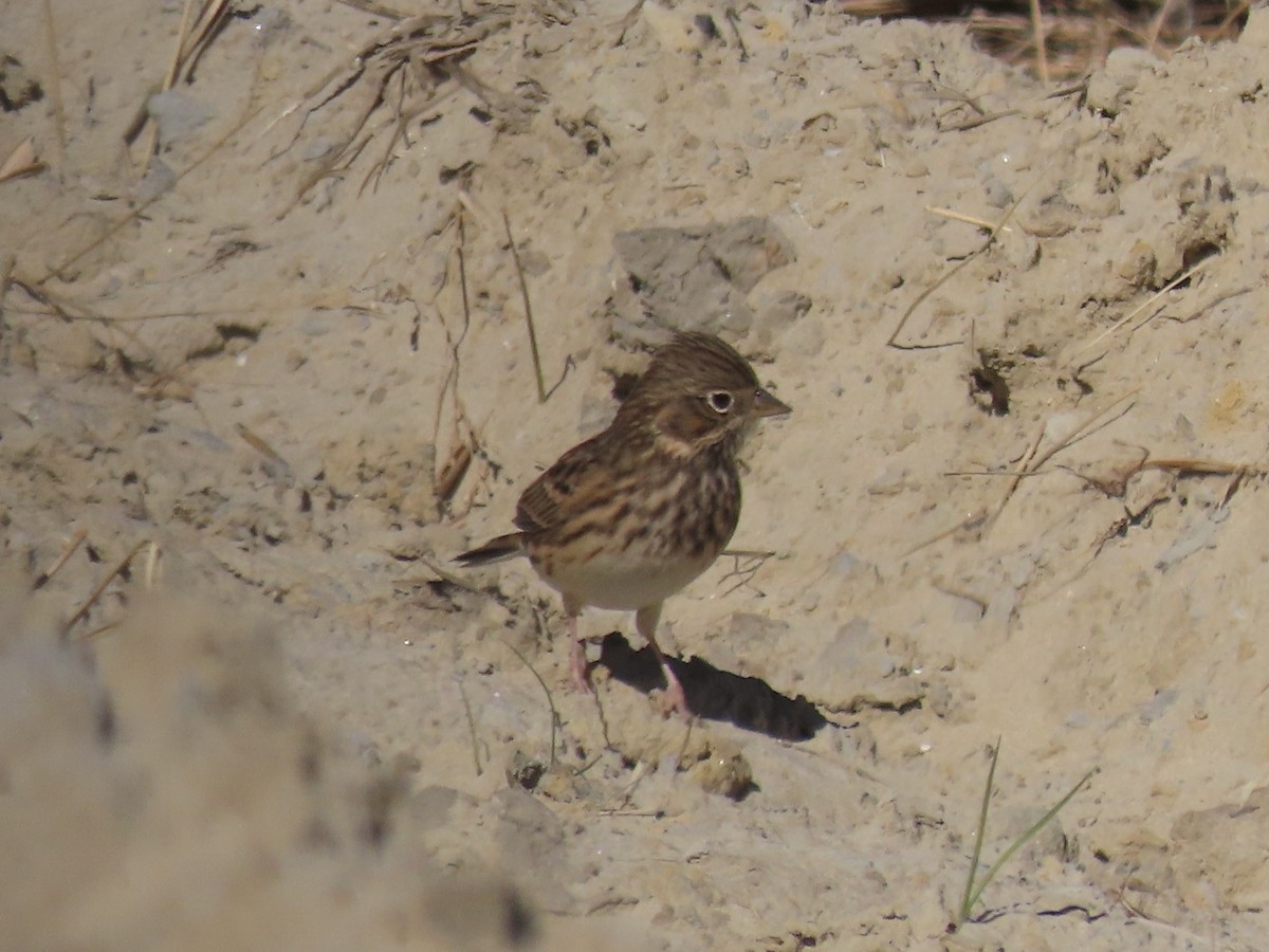 Vesper Sparrow - ML645419750
