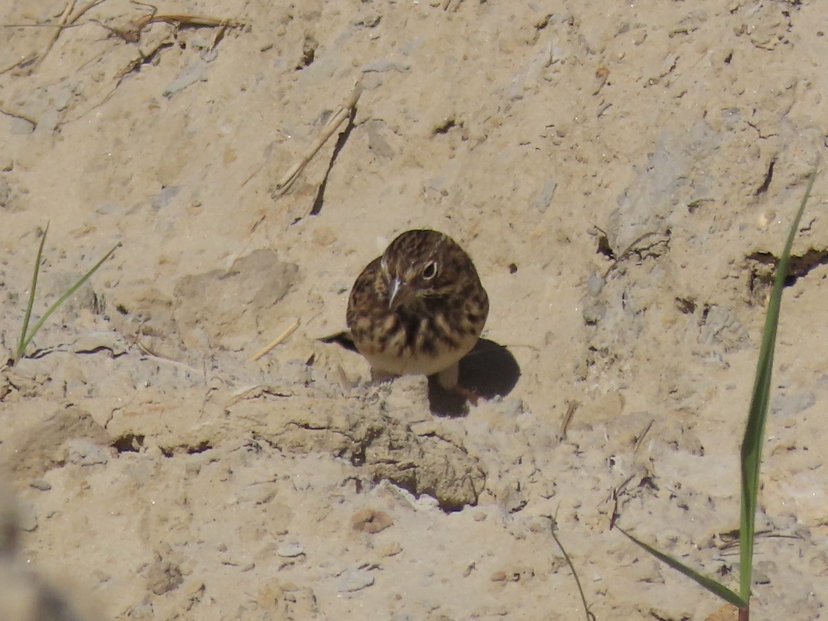 Vesper Sparrow - ML645419751