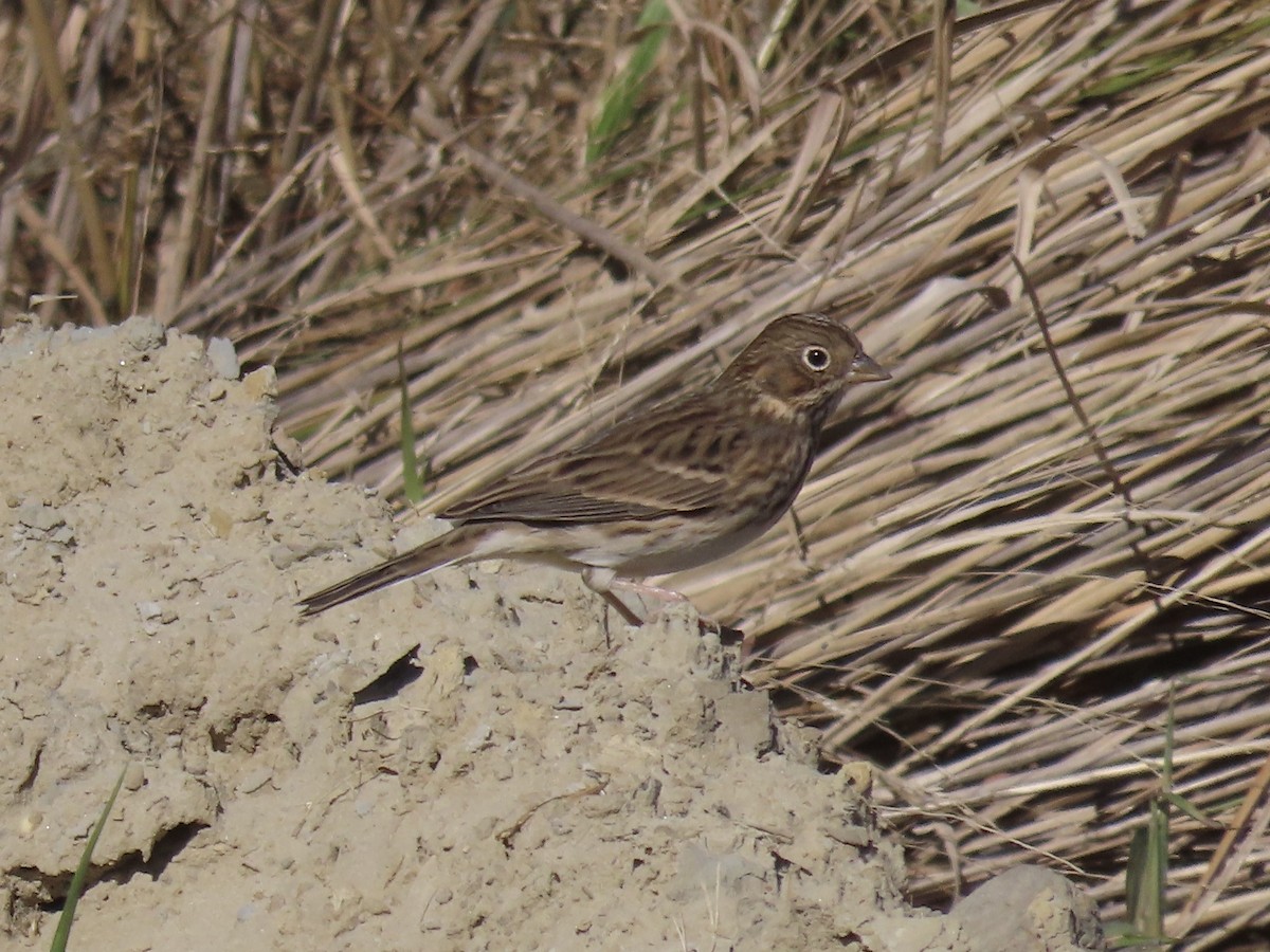 Vesper Sparrow - ML645419753