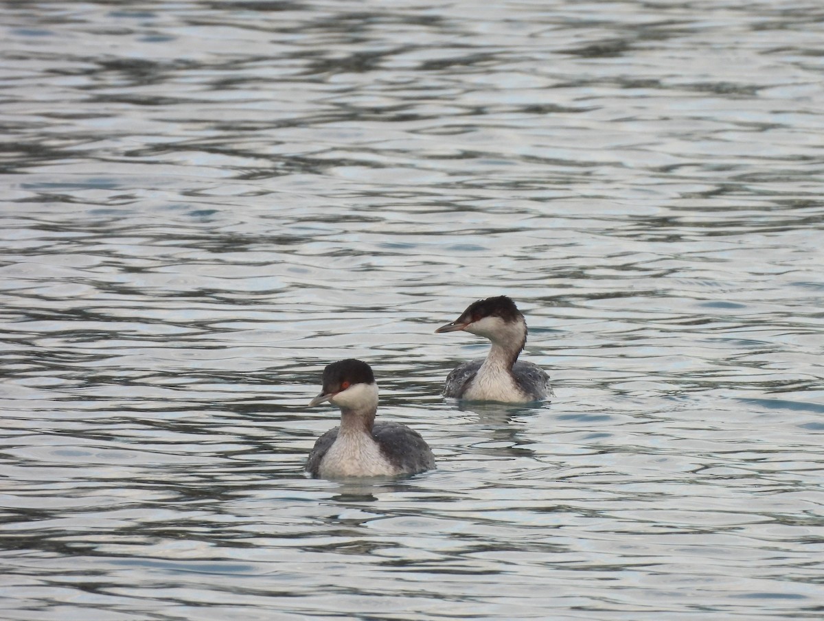 Txilinporta urrebelarria - ML645419758