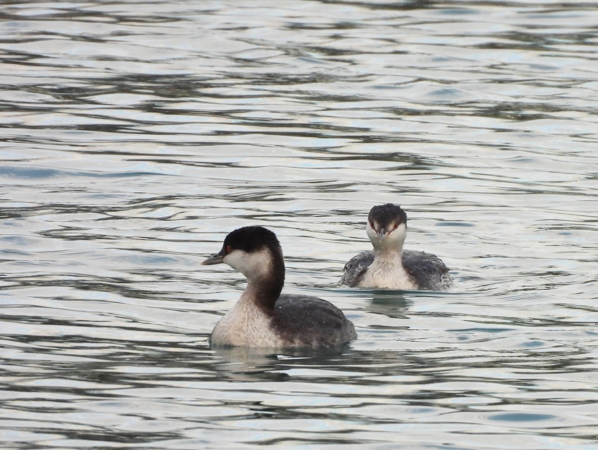 Txilinporta urrebelarria - ML645419775