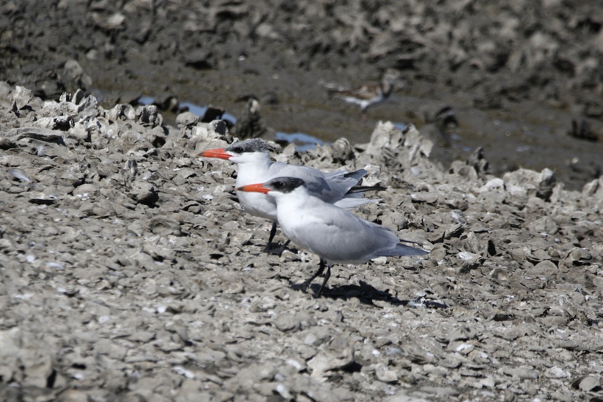 Sterna maggiore - ML645419778