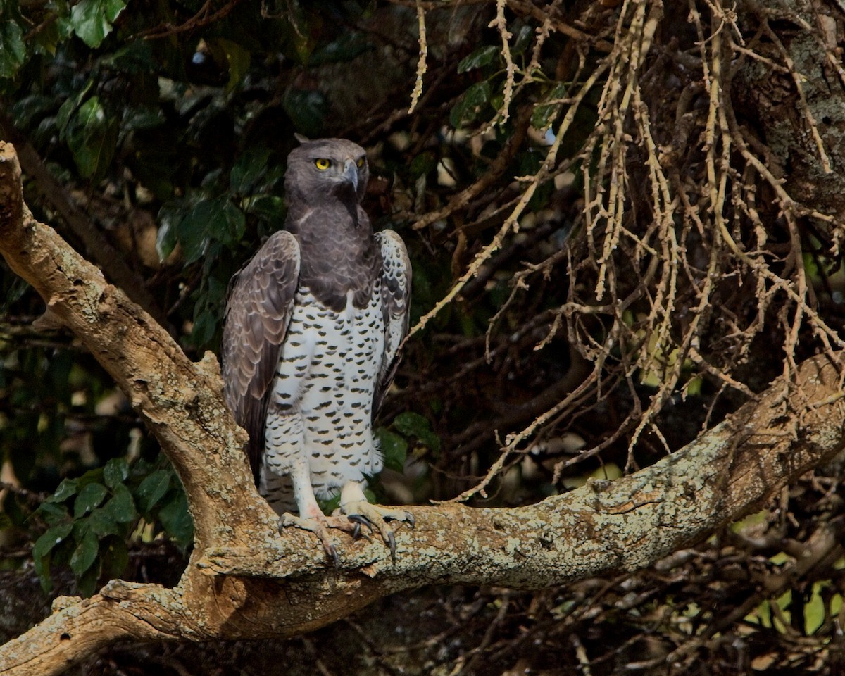 orel bojovný - ML645419781