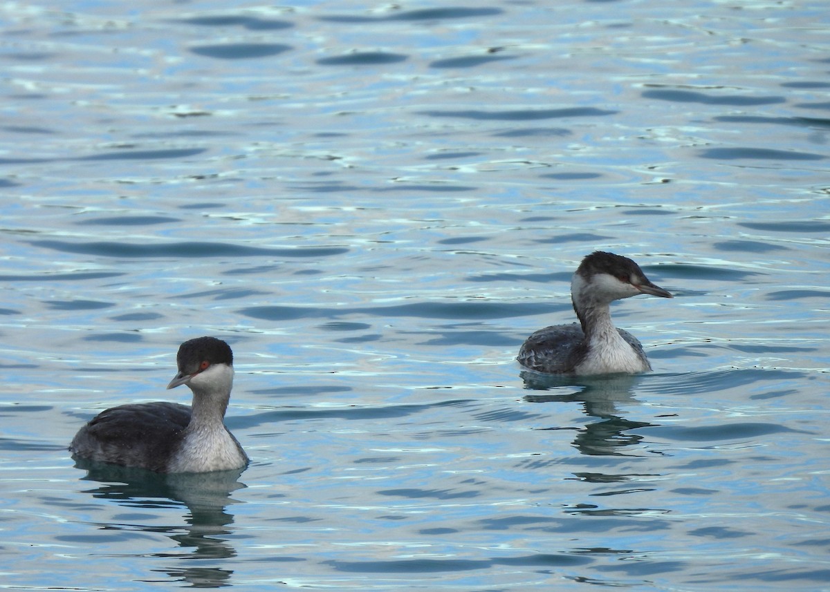 Txilinporta urrebelarria - ML645419787