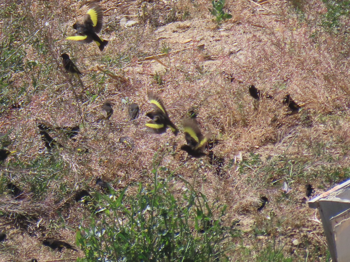 Schwarzzeisig - ML645419790