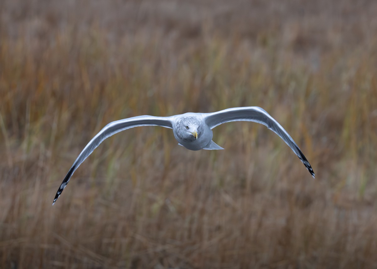 Amerika Gümüş Martısı - ML645419797