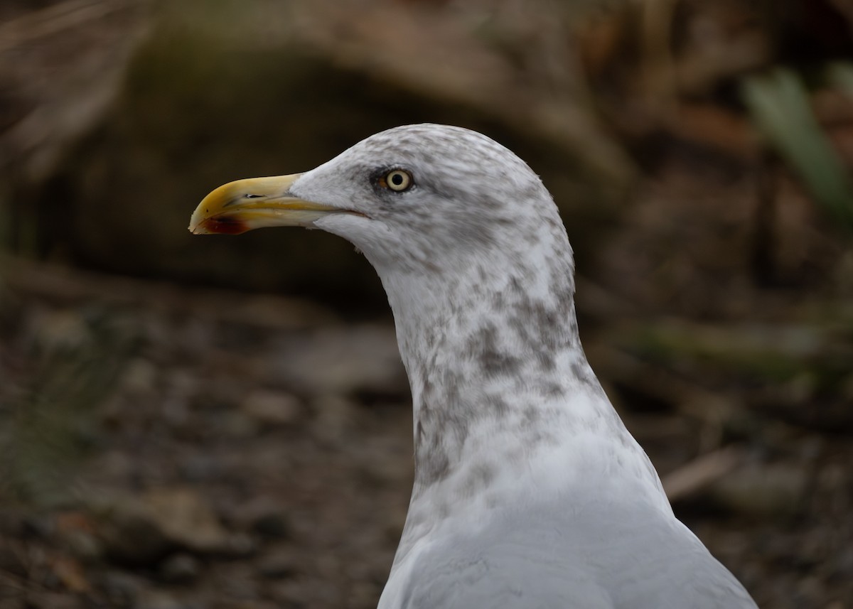 Amerika Gümüş Martısı - ML645419798