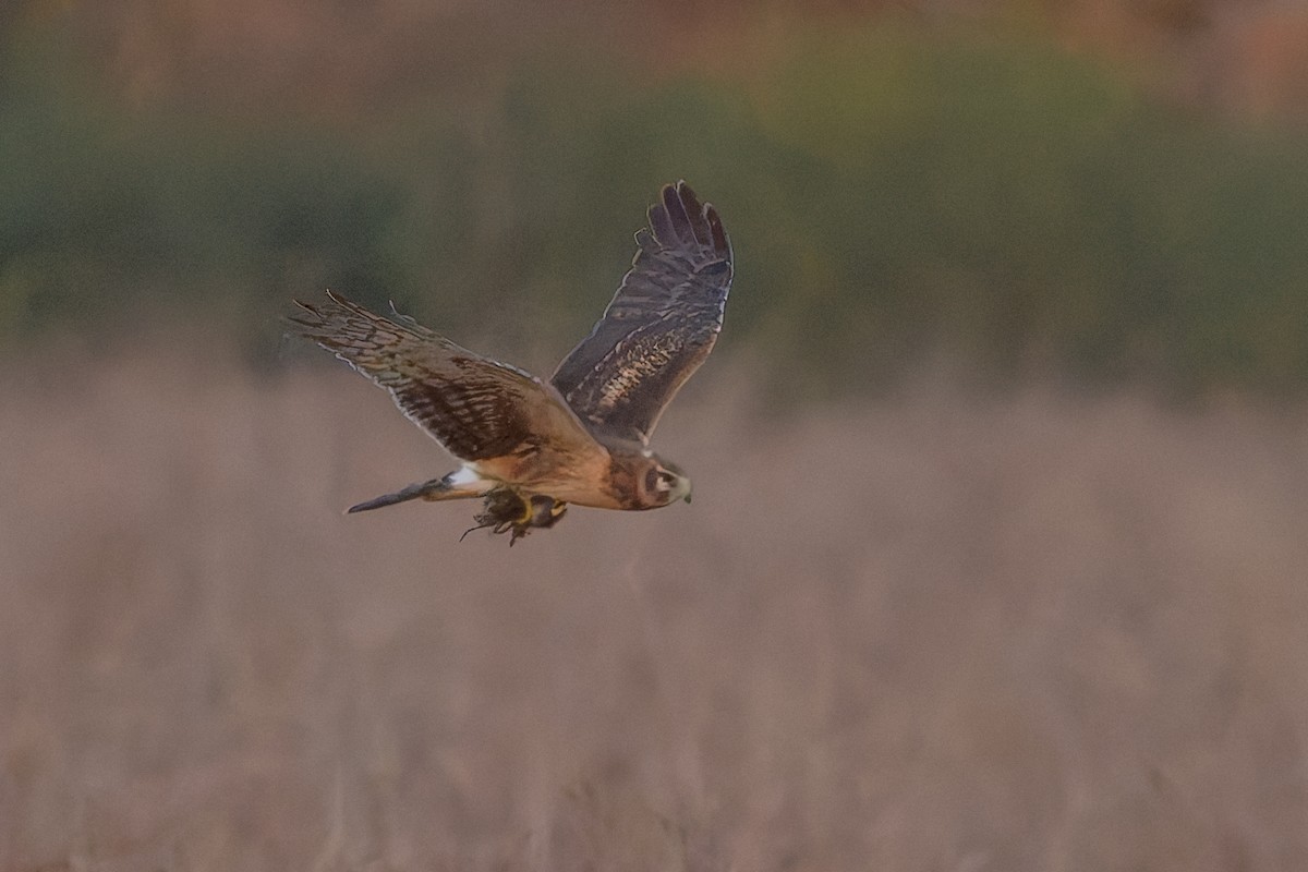 Northern Harrier - ML645419799