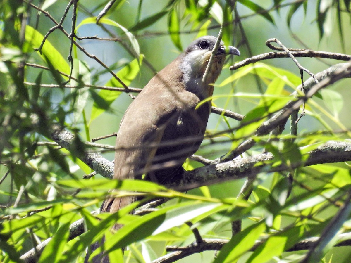 Кукліло бурий - ML645419800