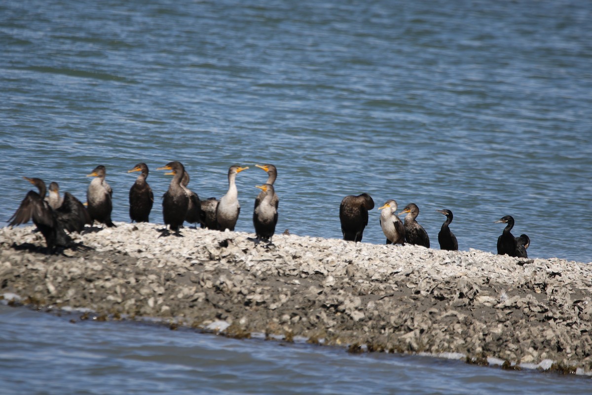 Double-crested Cormorant - ML645419802
