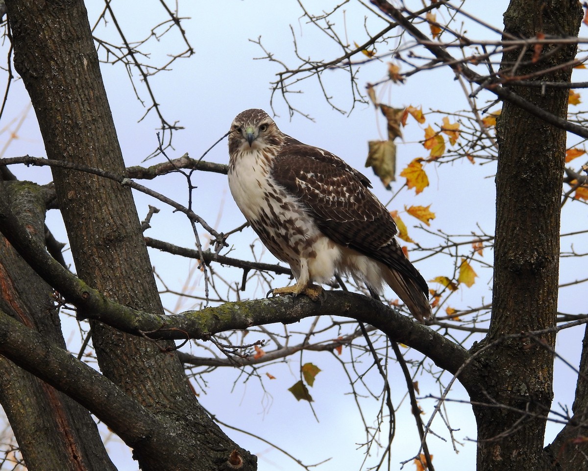 Red-tailed Hawk - ML645419803