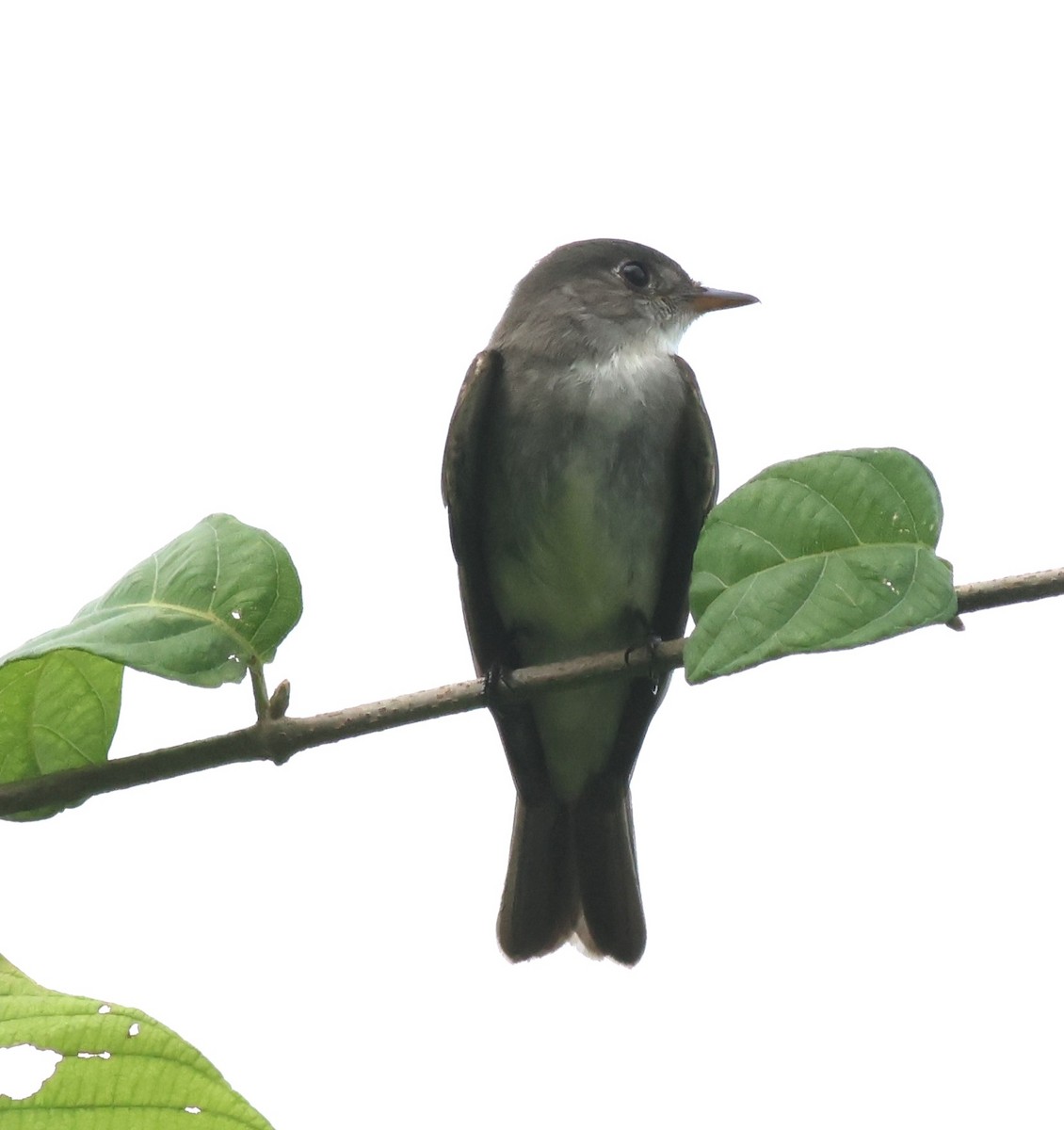Western Wood-Pewee - ML645419818