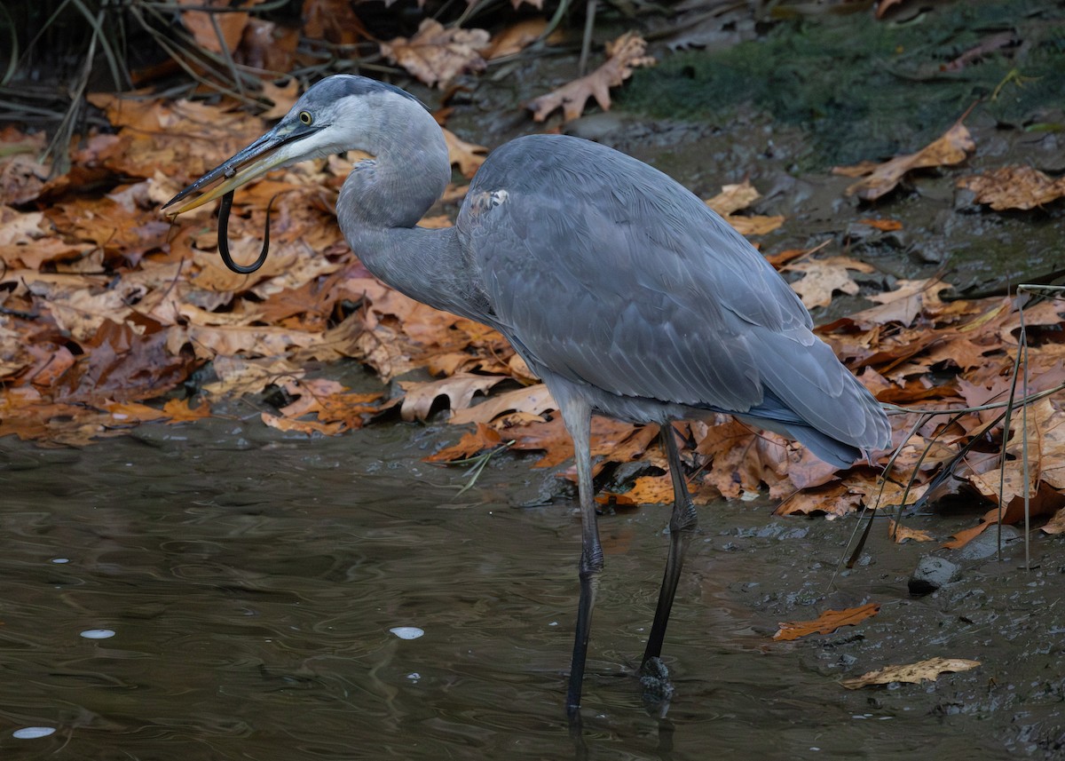 Amerika Gri Balıkçılı - ML645419821