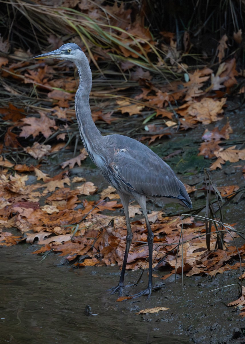 Amerika Gri Balıkçılı - ML645419822