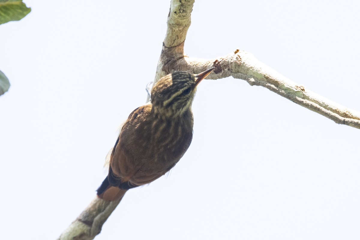Slender-billed Xenops - ML645419823