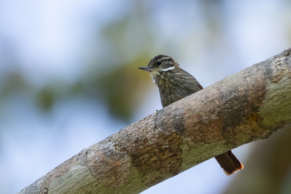 Slender-billed Xenops - ML645419824