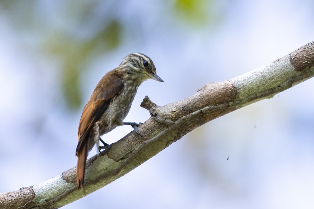 Slender-billed Xenops - ML645419825