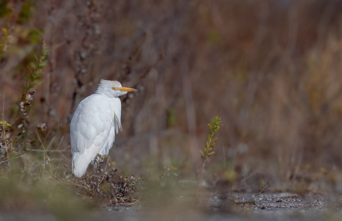 Western Cattle-Egret - ML645419831