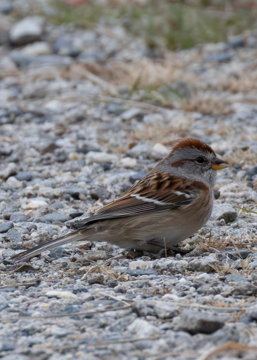 ムナフヒメドリ - ML645419832