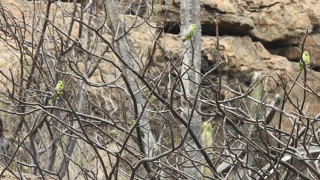 Pacific Parrotlet - ML645419835