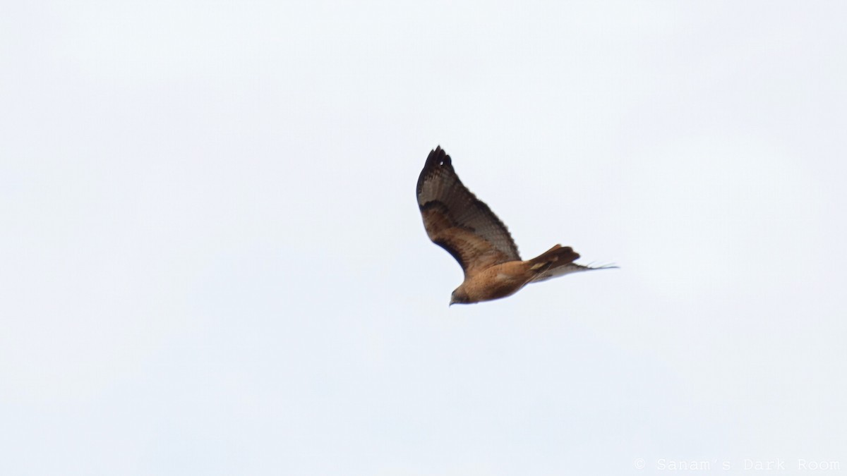 Red-tailed Hawk - ML645419836
