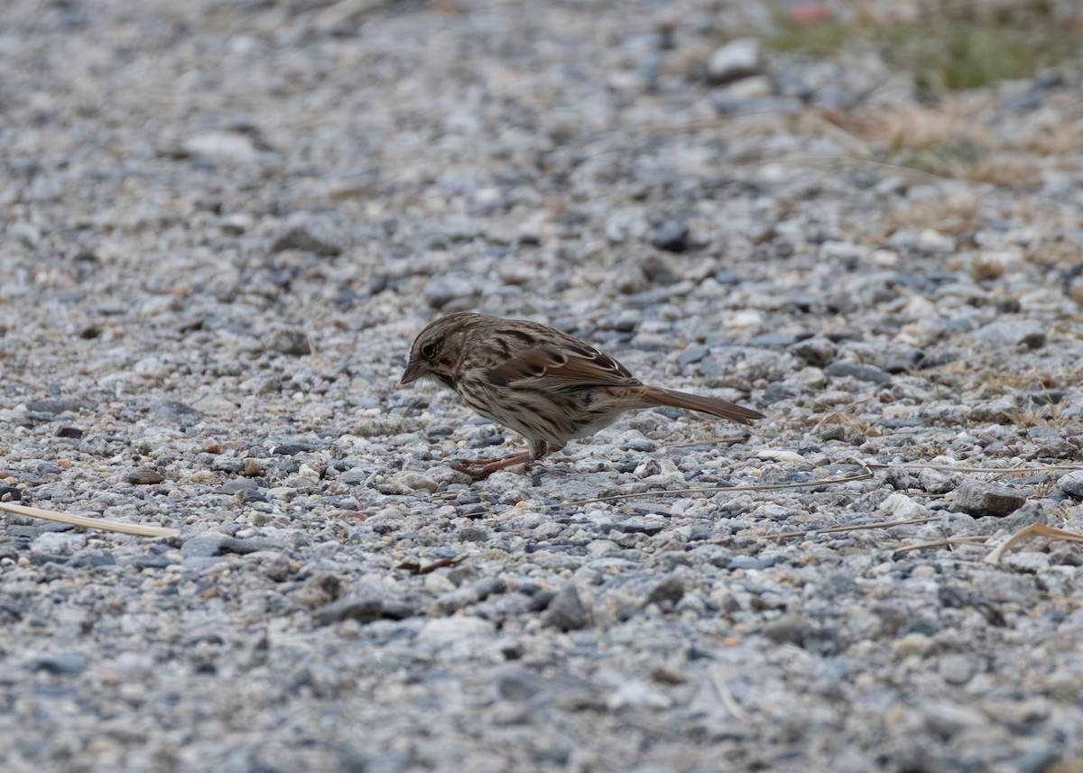 Ötücü Serçe - ML645419839