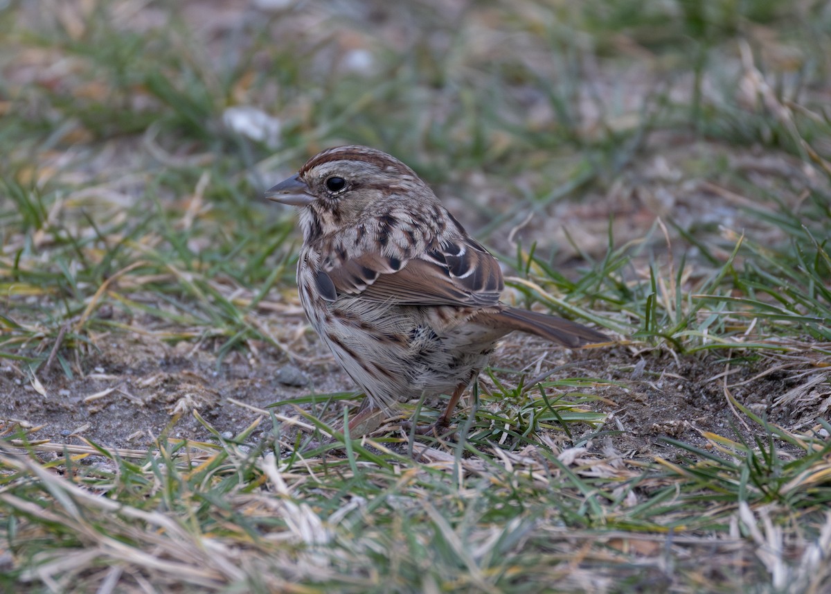 Ötücü Serçe - ML645419840