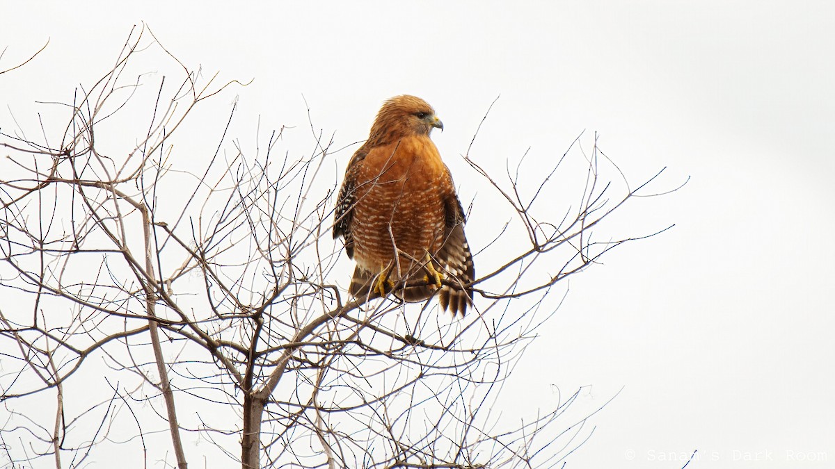 Red-shouldered Hawk - ML645419841