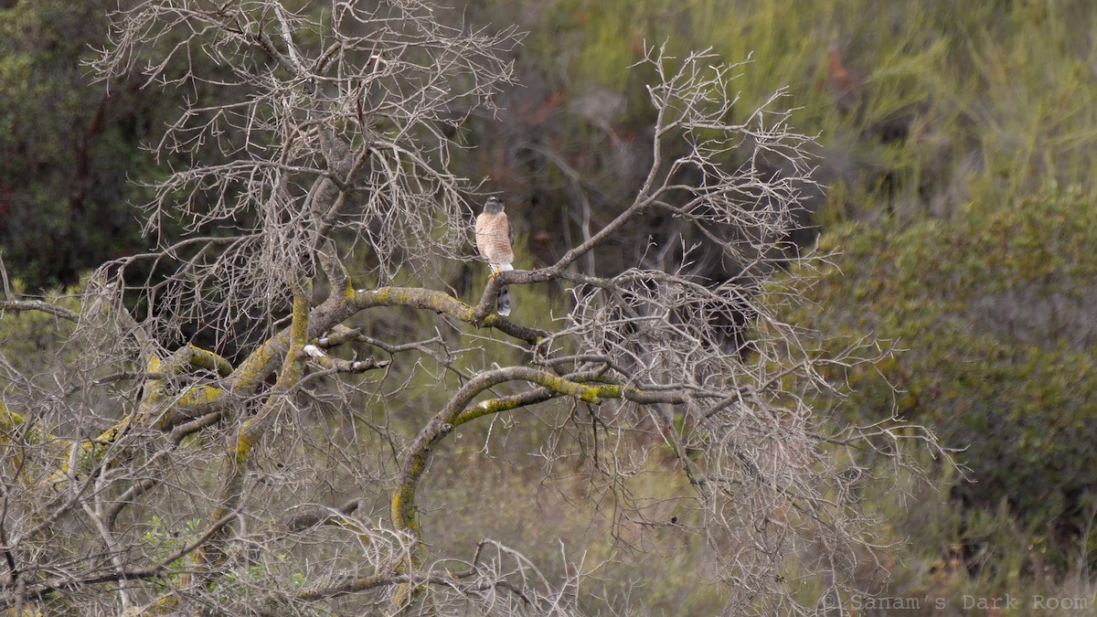 Cooper's Hawk - ML645419844
