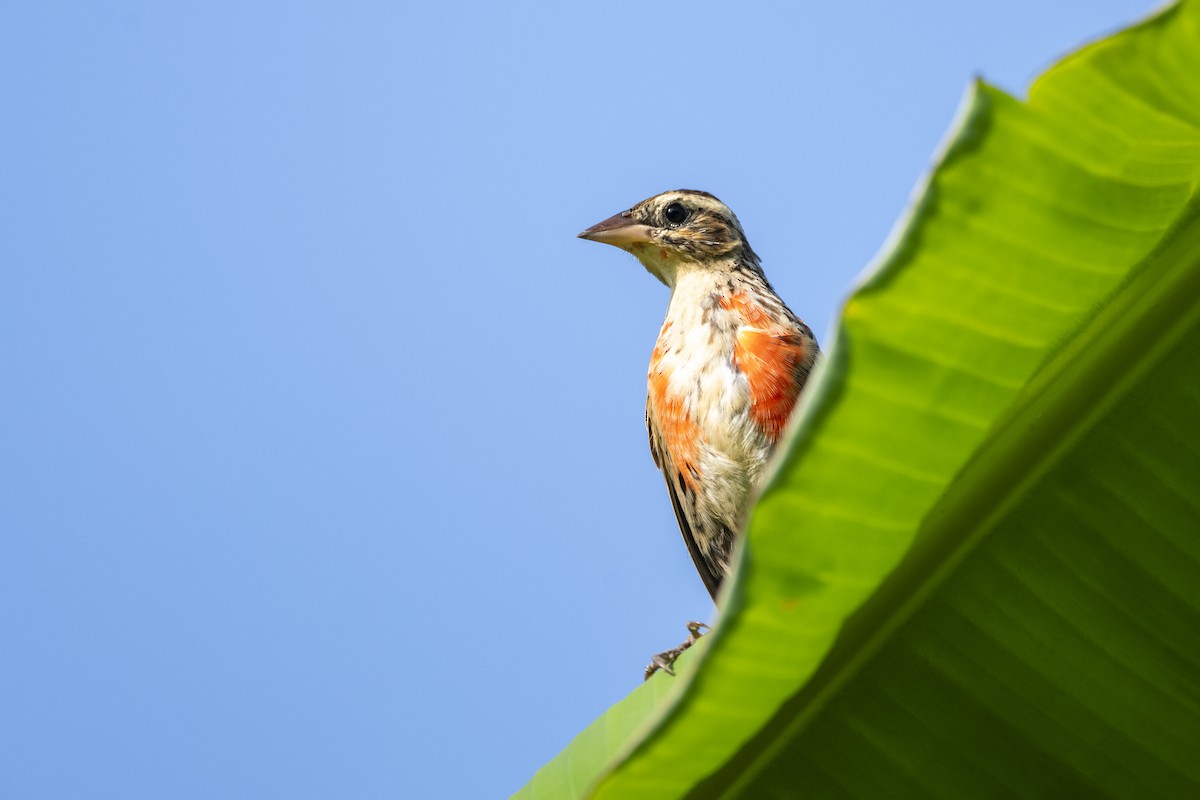 Sturnelle militaire - ML645419847