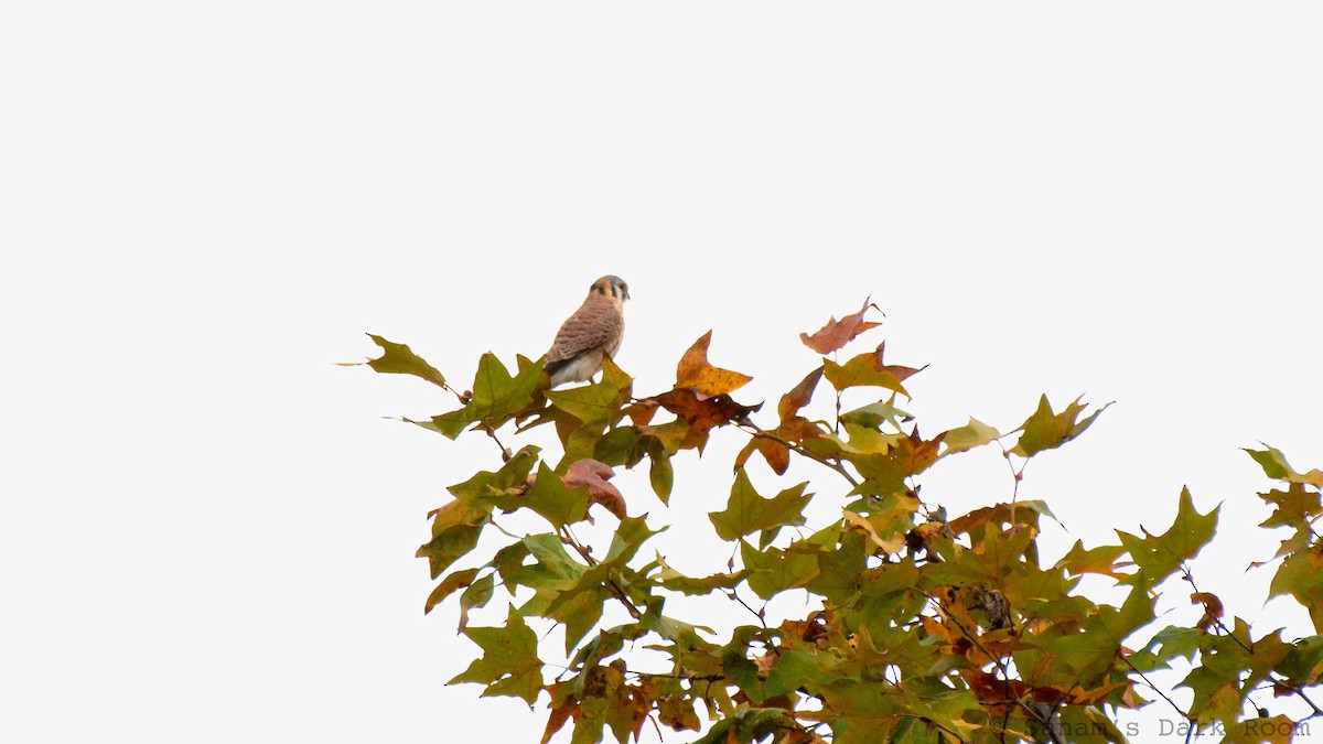 American Kestrel - ML645419855