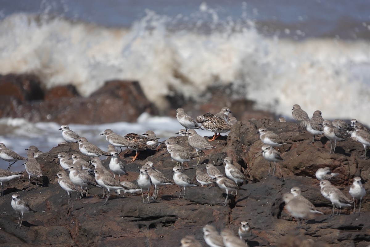 Tibetan Sand-Plover - ML645419856