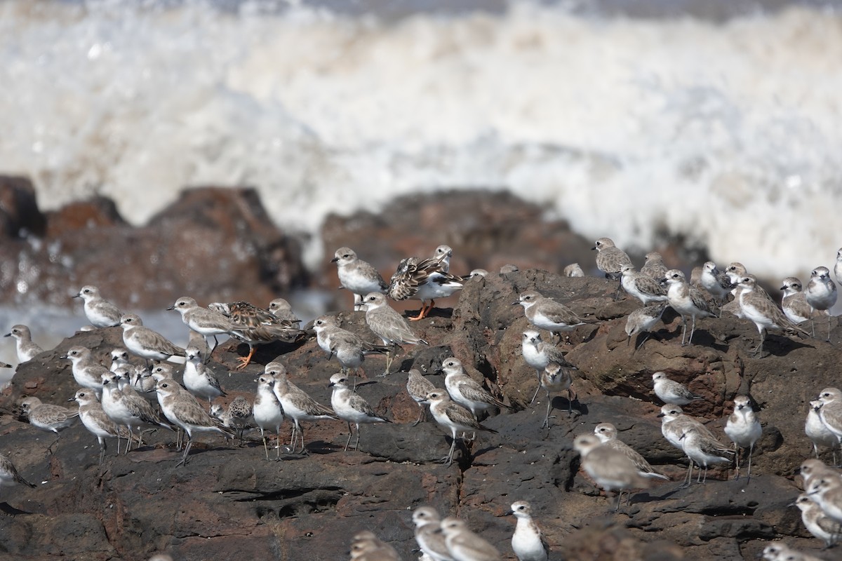 Tibetan Sand-Plover - ML645419857