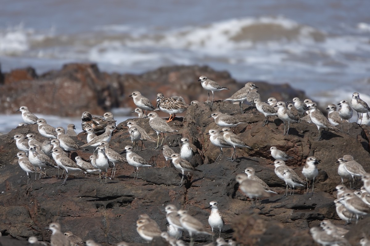 Tibetan Sand-Plover - ML645419858