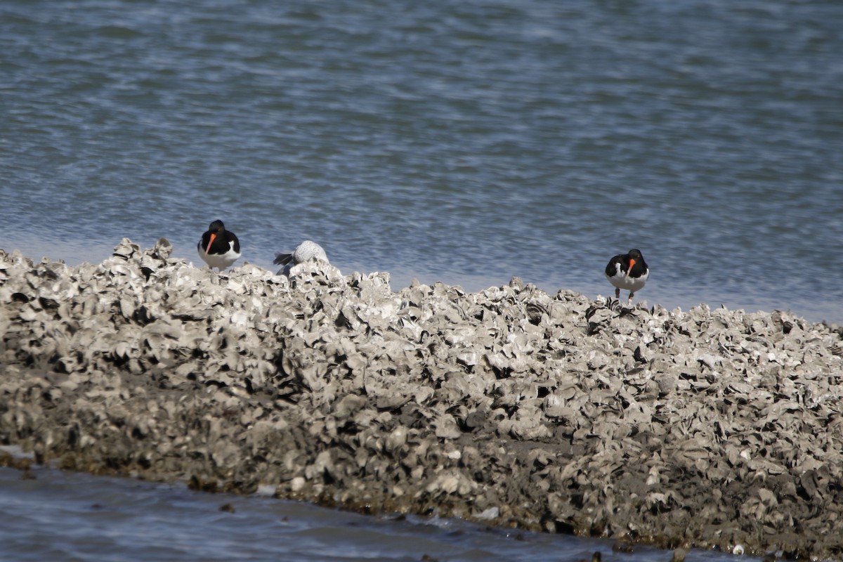 American Oystercatcher - ML645419859