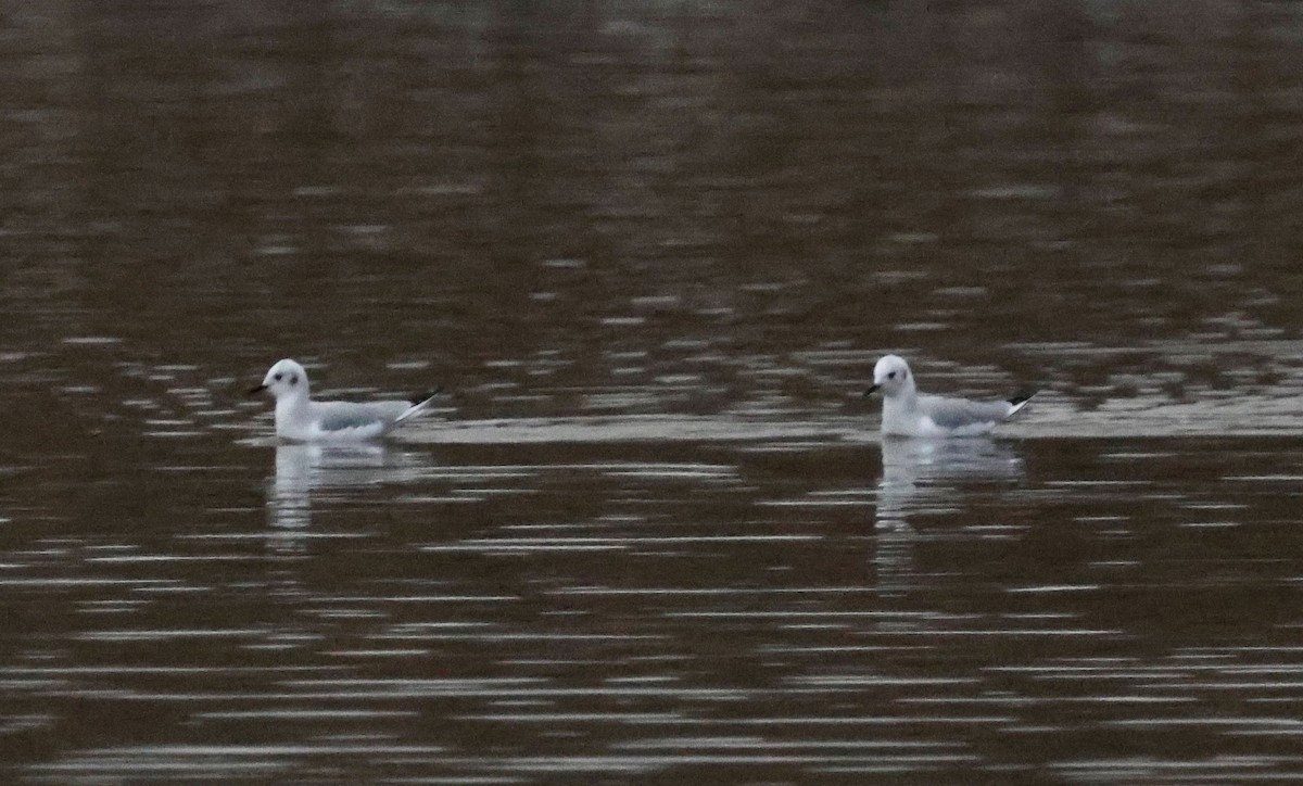 Bonaparte's Gull - ML645419861