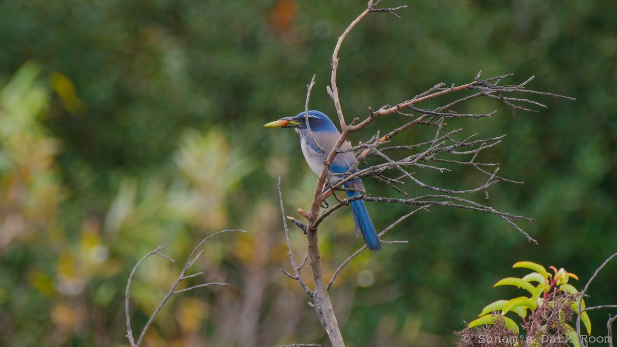 California Scrub-Jay - ML645419869