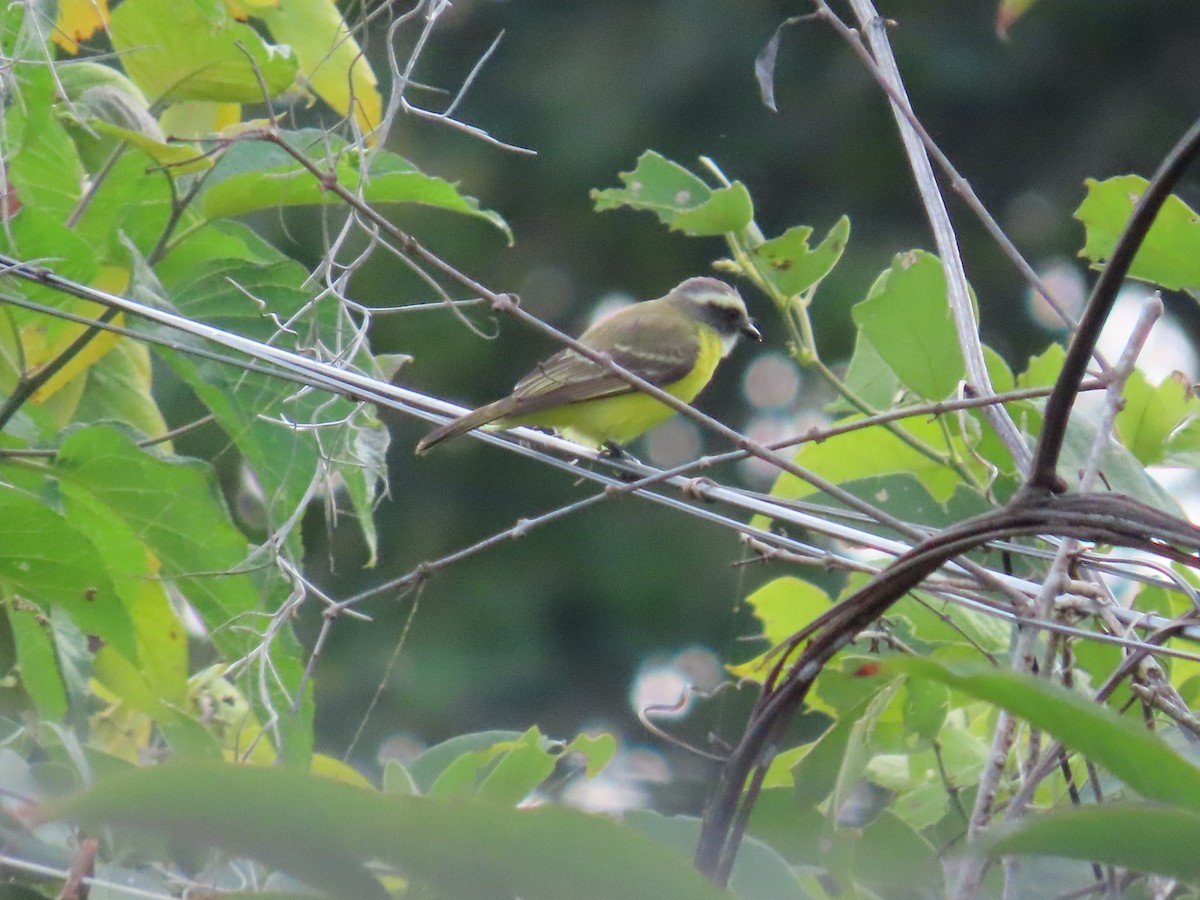 Sosyal Tiran - ML645419874