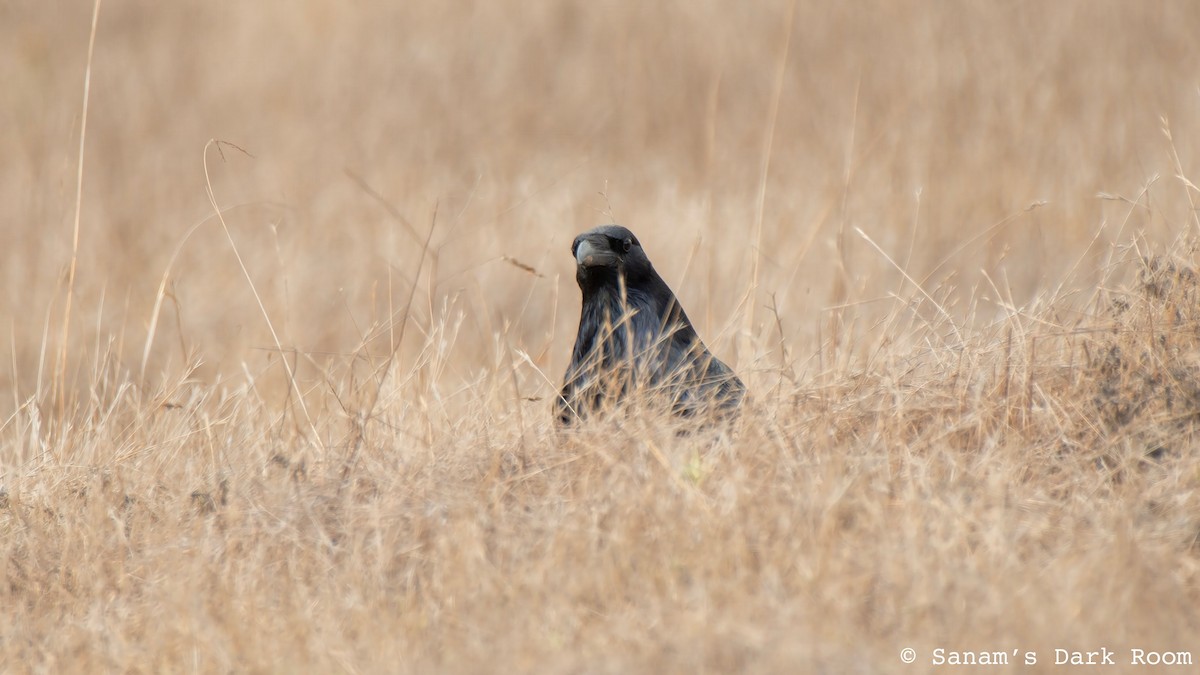עורב שחור - ML645419876