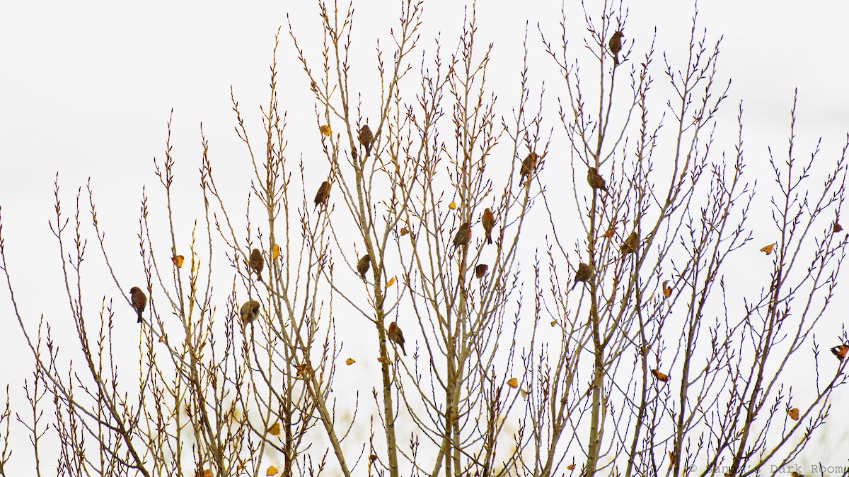 House Finch - ML645419886