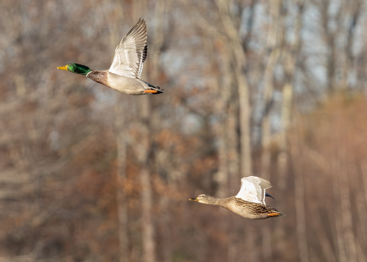 Yeşilbaş - ML645419890