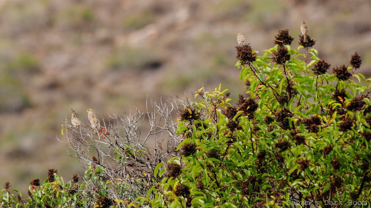 House Finch - ML645419894