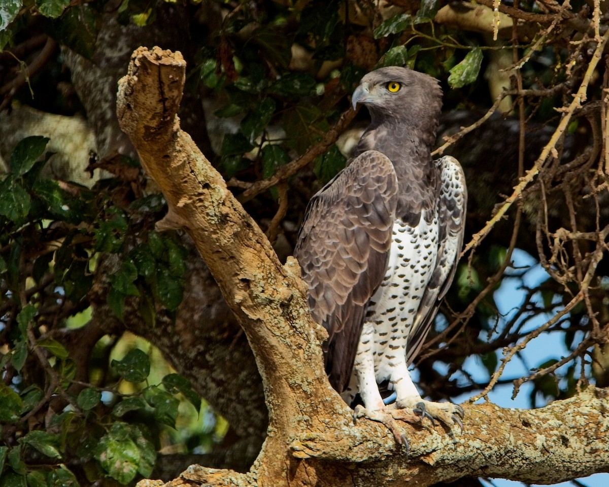 orel bojovný - ML645419895
