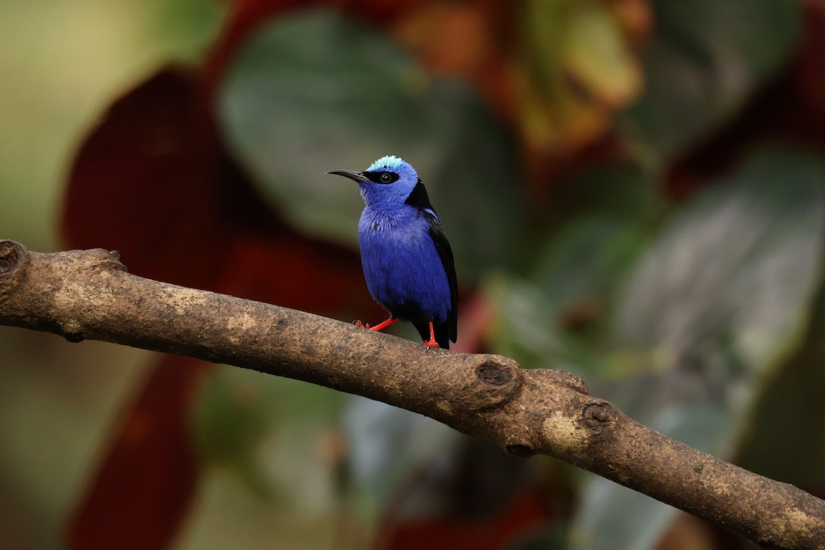 Red-legged Honeycreeper - ML645419897