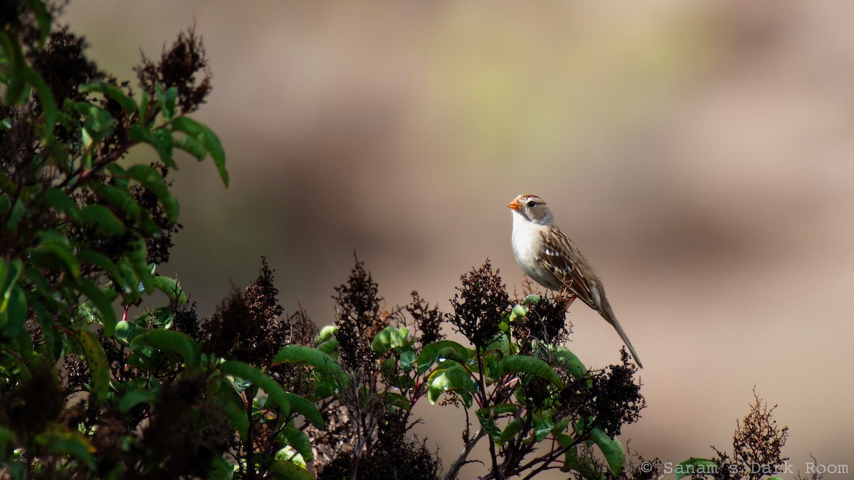 White-crowned Sparrow - ML645419898