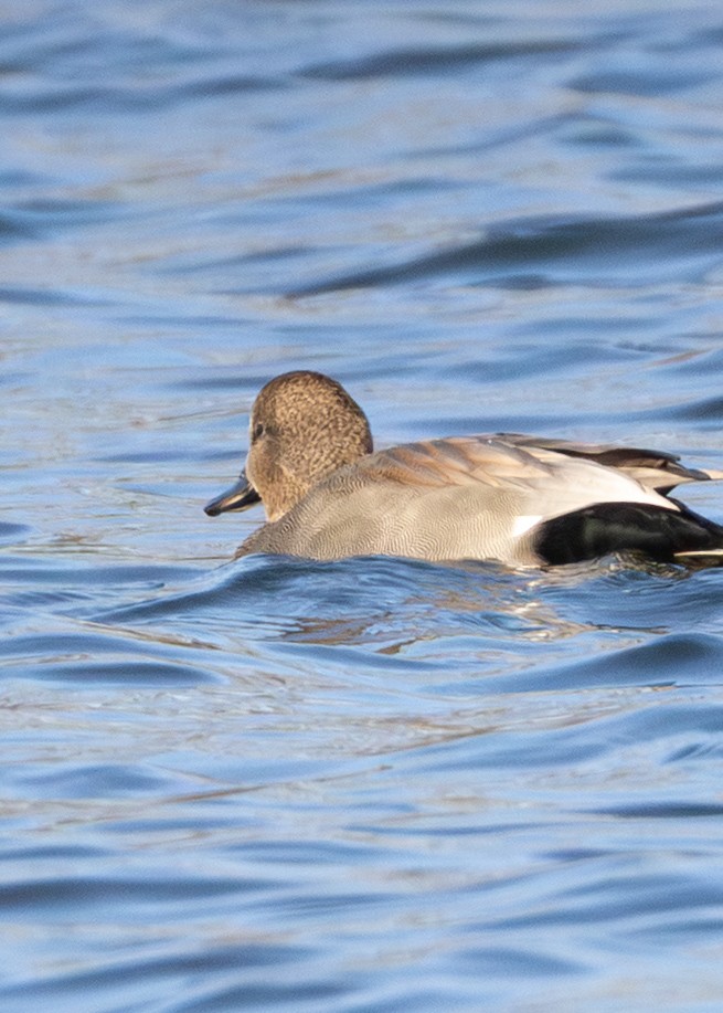 kopřivka obecná - ML645419901